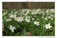 Anemone nemorosa