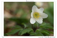 Anemone nemorosa11