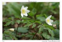 Anemone nemorosa12