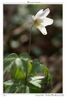 Anemone nemorosa13