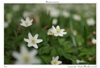 Anemone nemorosa2