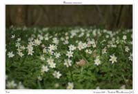 Anemone nemorosa3