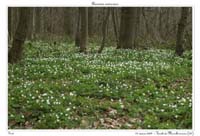 Anemone nemorosa4