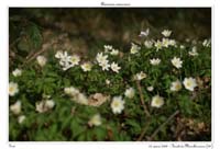 Anemone nemorosa5