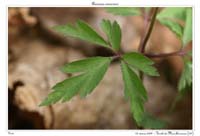 Anemone nemorosa8