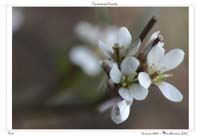 Cardamine hirsuta