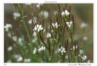 Cardamine hirsuta2