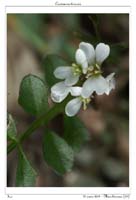 Cardamine hirsuta3