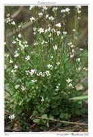 Cardamine hirsuta5