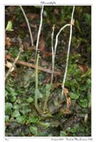 Pellia epiphylla2