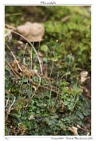 Pellia epiphylla3