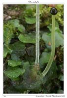 Pellia epiphylla4