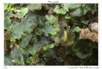 Pellia epiphylla5