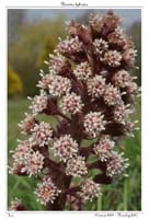 Petasites hybridus3