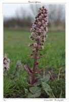 Petasites hybridus4