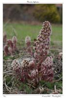 Petasites hybridus5