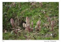 Petasites hybridus6