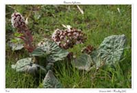 Petasites hybridus7