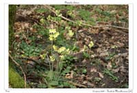 Primula elatior