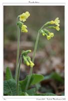 Primula elatior11