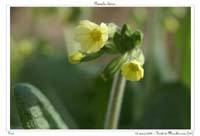 Primula elatior2
