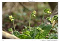 Primula elatior3