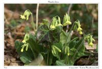 Primula elatior4
