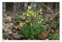 Primula elatior5