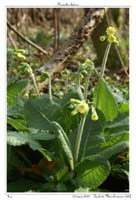 Primula elatior7