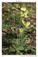 Primula elatior8