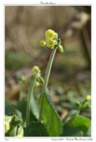 Primula elatior9