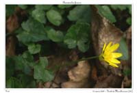 Ranunculus ficaria