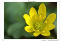 Ranunculus ficaria2
