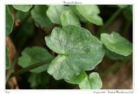 Ranunculus ficaria3