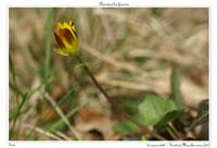 Ranunculus ficaria4