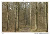 Sous-bois