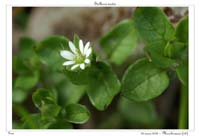 Stellaria media