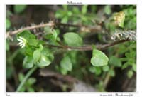 Stellaria media2