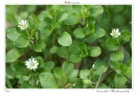 Stellaria media3