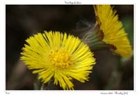 Tussilago farfara