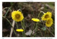 Tussilago farfara3