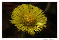 Tussilago farfara4