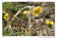 Tussilago farfara5