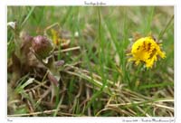 Tussilago farfara6