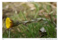 Tussilago farfara7