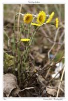 Tussilago farfara8