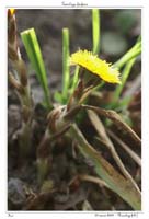Tussilago farfara9