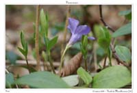 Vinca minor