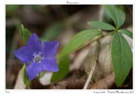 Vinca minor2