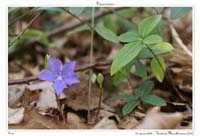 Vinca minor3